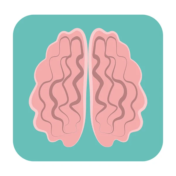 Brain flat icon — Stock Vector