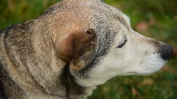 Cão sem abrigo à beira da estrada _ 11 — Vídeo de Stock