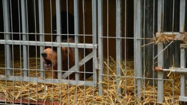 Woods_24 köpekler için barınak