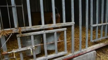 Woods_22 köpekler için barınak