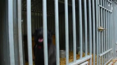 Woods_21 köpekler için barınak
