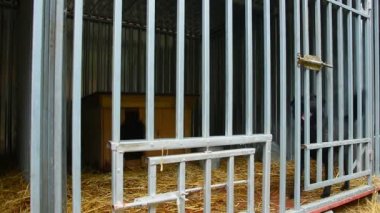 Woods_20 köpekler için barınak