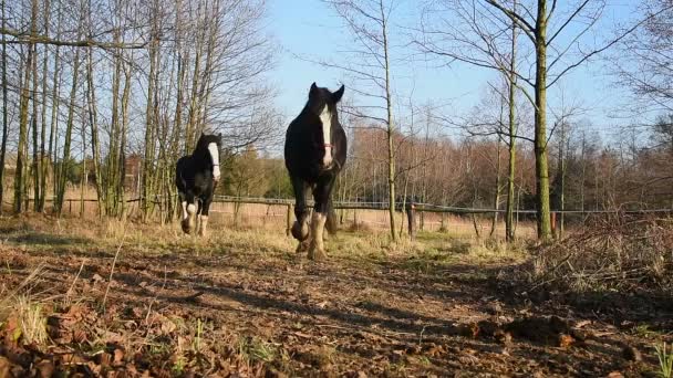 Kuda merumput di padang rumput. Shire _ 35 — Stok Video