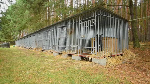 Refugio para perros en el bosque _ 15 — Vídeo de stock