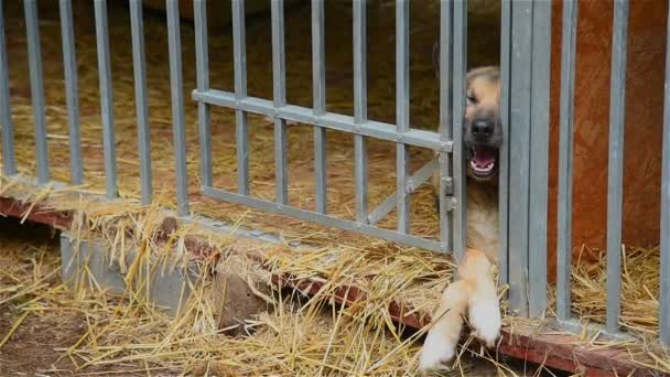 Abrigo para cães na floresta _ 06 — Vídeo de Stock