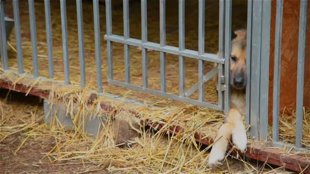 Tierheim für Hunde im Wald _ 05 — Stockvideo