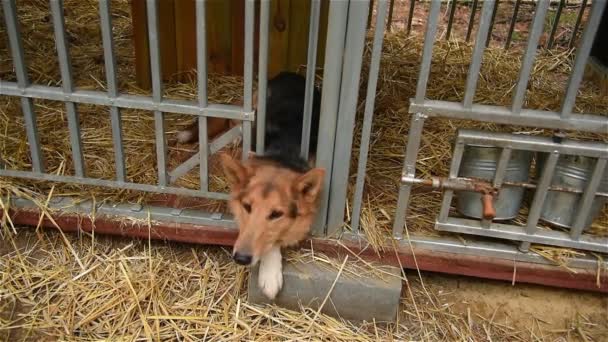 Abrigo para cães na floresta _ 02 — Vídeo de Stock