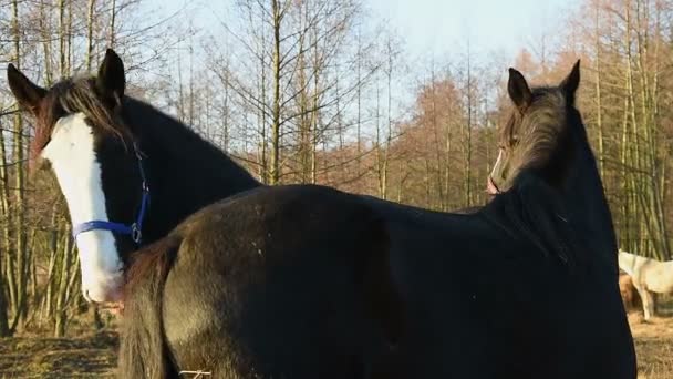 Cavalos pastando em um prado. Shire _ 29 — Vídeo de Stock