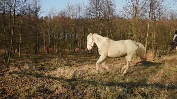 Horses grazing in a meadow. Shire_27 — Stock Video