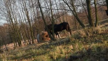 Bir çayırda otlayan atlar. Shire_14