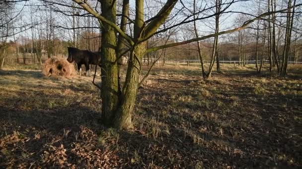 Chevaux broutant dans une prairie. Comté _ 20 — Video