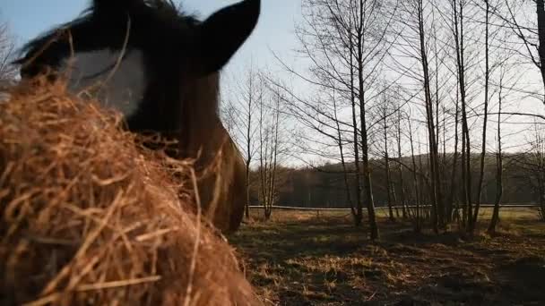 Horses grazing in a meadow. Shire_15 — Stockvideo