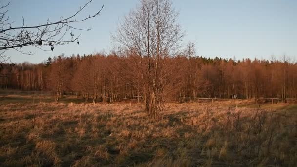 Pferde weiden auf einer Weide. Das ist nicht der Fall. — Stockvideo