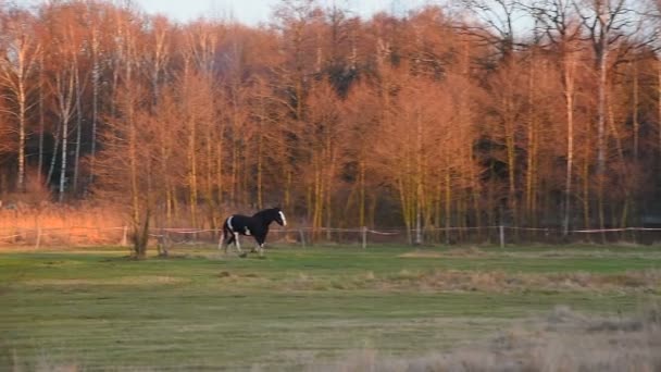 Horses grazing in a meadow. Shire_9 — Stock Video