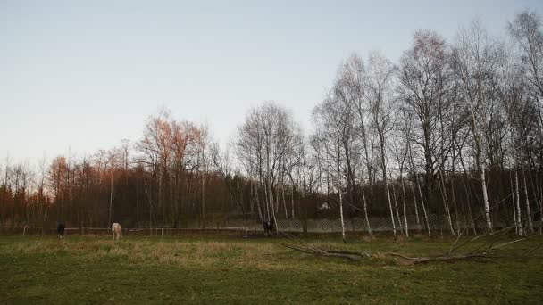 Chevaux broutant dans une prairie. Comté _ 6 — Video