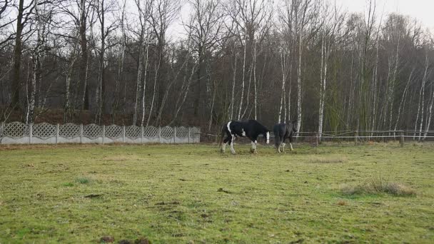 马在草地上吃草。Shire_4 — 图库视频影像