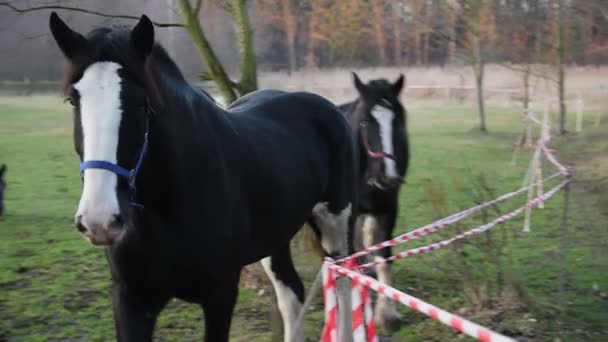 Paarden grazen in een weiland. Shire_3 — Stockvideo