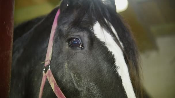 Chevaux à la ferme _ 06 
