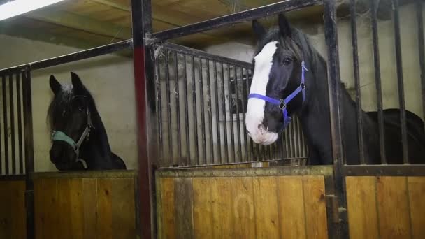 Koně na farm_04 — Stock video