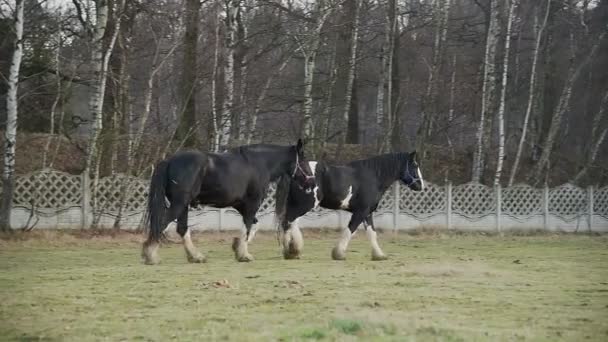 Cavalos pastando em um prado. Shire _ 1 — Vídeo de Stock