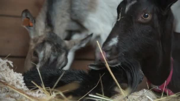 Koza olizuje její novorozence — Stock video