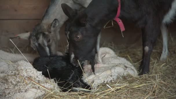 Goat licks her newborn baby — Stock Video