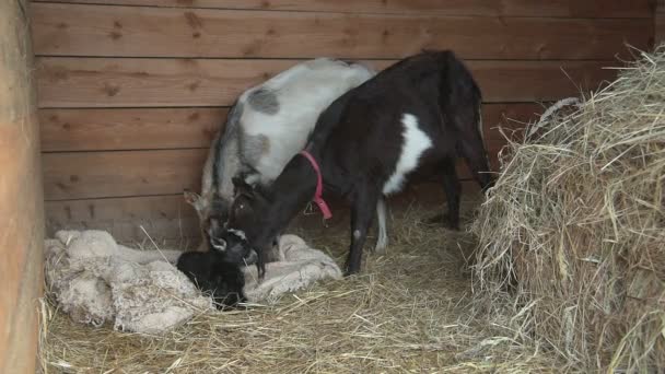 Ziege leckt ihr neugeborenes Baby — Stockvideo