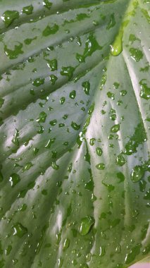 Doğal ışıklandırma ile su damlacıkları ile yakın plan aloe vera yaprağı canlı yeşil renk ve taze doku sağlık veya cilt pazarlama için mükemmel.