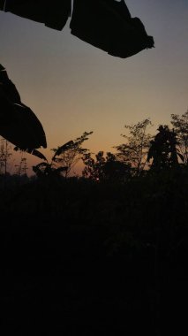 Yumuşak bir günbatımına karşı gölgeli tropikal ağaçlar doğa ve seyahat temaları için ideal barışçıl ve doğal bir açık hava manzarası yaratıyor..