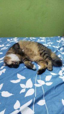 Genç bir tekir kedi yavrusu, yeşil duvarlı, rahat ve sakin bir atmosfer yaratan, evcil hayvan bakımı ve hayvan severler için mükemmel, beyaz yaprak desenli mavi bir yatak örtüsünde huzur içinde uyur..