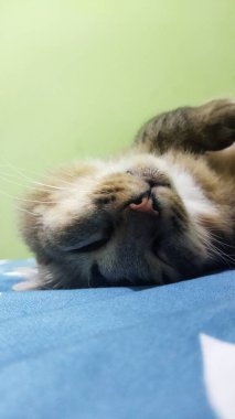 Mavi bir zeminde huzur içinde uyuyan genç bir tekir kedi. Yumuşak yeşil arka planda sakin ve rahat bir atmosfer yaratıyor. Hayvan bakımı ve rahatlama temaları için mükemmel..