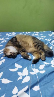 Genç bir kedi yavrusu yeşil duvarlı bir odada beyaz yaprak desenli mavi bir yatak örtüsünde huzur içinde uyur. Sakin ve rahat bir atmosfer yaratır. Evcil hayvan bakımı ve ev hayatı teması için mükemmel..