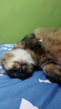 Şirin bir tekir kedi yavrusu mavi bir yatak örtüsünde huzur içinde uyuyor. Arka planda yeşil bir duvar örüyor. Sakin ve rahat bir atmosfer yaratıyor..