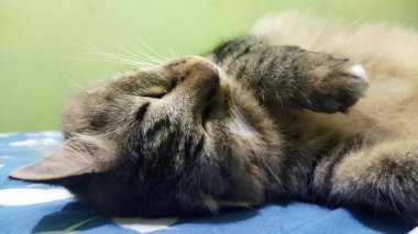 Çizgili kürklü bir tekir kedi yeşil bir odada mavi bir yatakta huzur içinde uyuyor, sakinliğini ve rahatlığını iletiyor, evcil hayvan bakımı ve rahatlama temaları için ideal..