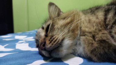 Kahverengi bir tekir kedi, mavi ve beyaz bir yatak örtüsünün üzerinde uyur. Yumuşak ışıklandırmalı, sakin ve rahatlatıcı bir ortam yaratır. Hayvan bakımı ve rahatlama pazarlaması için mükemmel bir ortam..