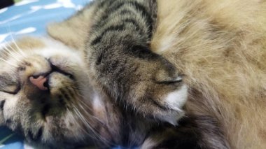 Tekir bir kedi gözleri kapalı, patileri kıvrılmış, sıcak kürk ve rahat bir duruş sergiliyor. Evcil hayvan bakımı ve rahatlama temaları için mükemmel bir ortam..