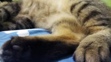 Rahat bir kedi, yumuşak kürklü ve huzurlu bir ifadeyle mavi bir yatakta uyur. Evcil hayvan bakımı ve rahatlama temaları için mükemmel ve rahatlatıcı bir sahne yaratır..