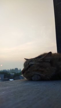 İçerikli bir kedi, yumuşak doğal ışık ve huzurlu bir günbatımı ile pencere eşiğinde uzanır. Evcil hayvan ve rahatlama temaları için ideal, huzurlu bir hava yaratır..