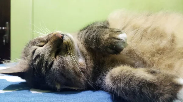 Bir tekir kedi, yumuşak ışıklandırmalı sıcak bir ortamda, bir yatakta huzur içinde uyur. Evcil hayvan bakımı ve rahatlama için ideal sakin ve rahat bir atmosfer yaratır..