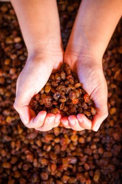 Avuç içi düzenlenen Kuru üzüm