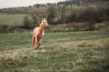 Kahverengi at tarlada dört nala koşuyor