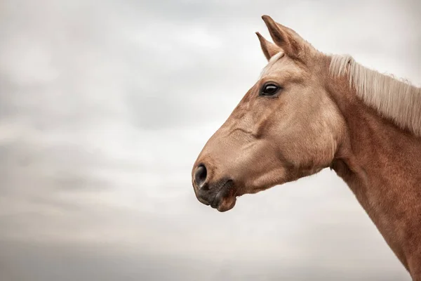 Retrato Cerca Caballo Marrón Perfil Contra Cielo — Foto de Stock