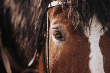 At portresi, yakından bak.