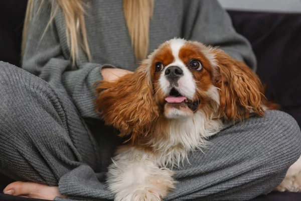 Porträtt Spanielhund Som Ligger Benen Sin Ägare — Stockfoto