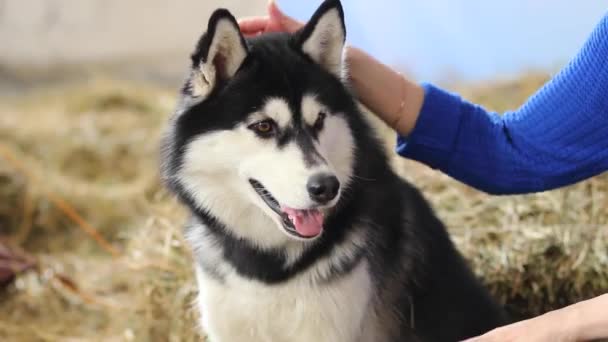 Husky hundar porträtt — Stockvideo