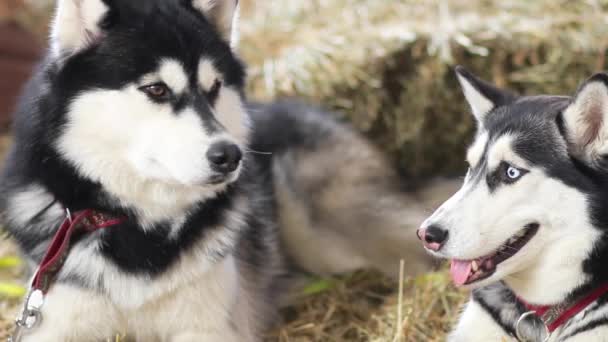 Portret psów Husky — Wideo stockowe