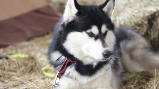 Husky kutyák portré — Stock videók