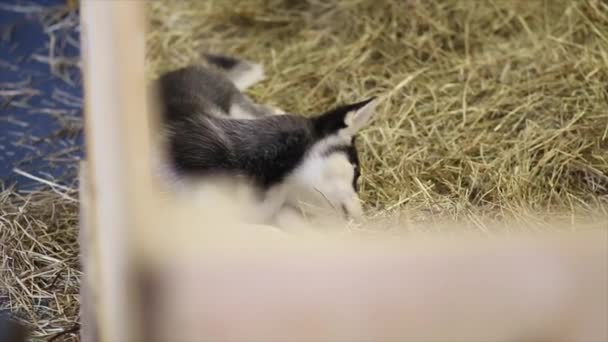 Husky perros retrato — Vídeo de stock