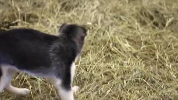 Husky cães retrato — Vídeo de Stock