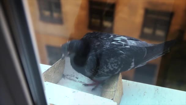 Palomas de la ciudad sentadas en una ventana. Movimiento lento — Vídeo de stock